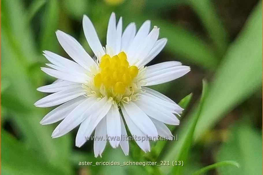 Aster ericoides 'Schneegitter'