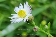 Aster ericoides 'Schneegitter'