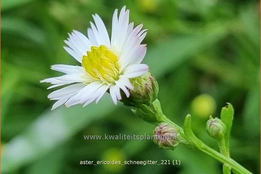 Aster ericoides 'Schneegitter'