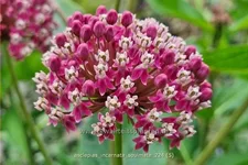 Asclepias incarnata 'Soulmate'