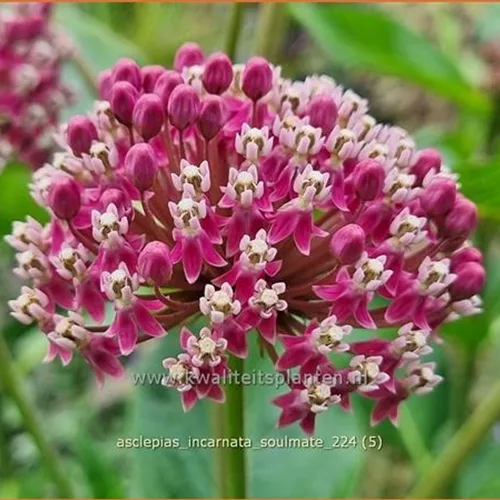 Asclepias incarnata 'Soulmate'