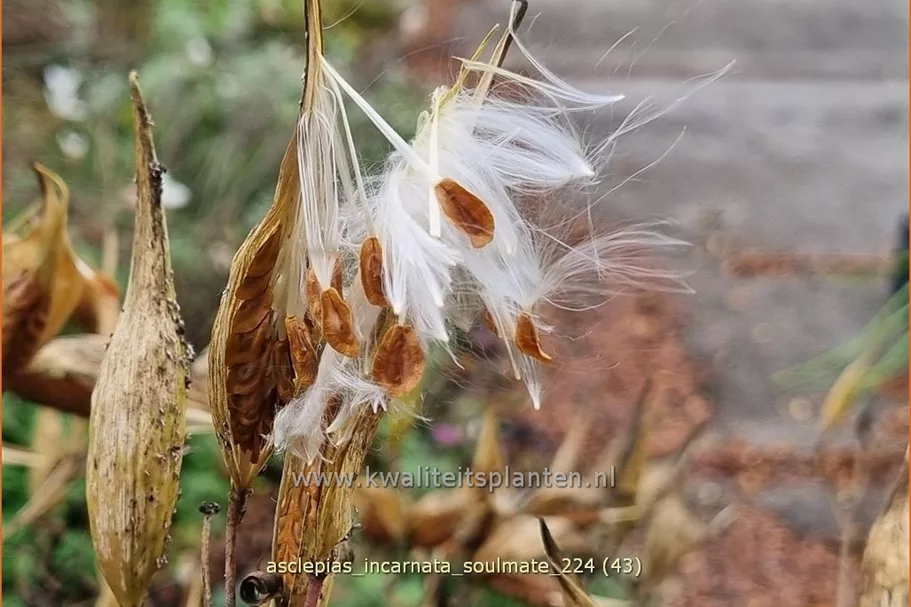Asclepias incarnata 'Soulmate'