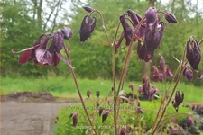 Aquilegia atrata