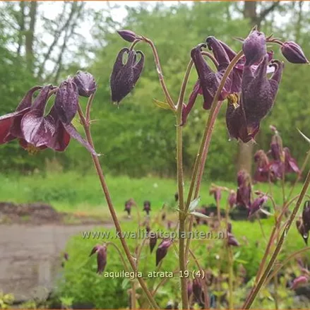 Aquilegia atrata
