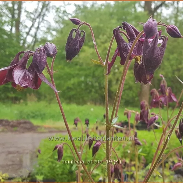 Aquilegia atrata