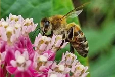 Asclepias incarnata 'Soulmate'