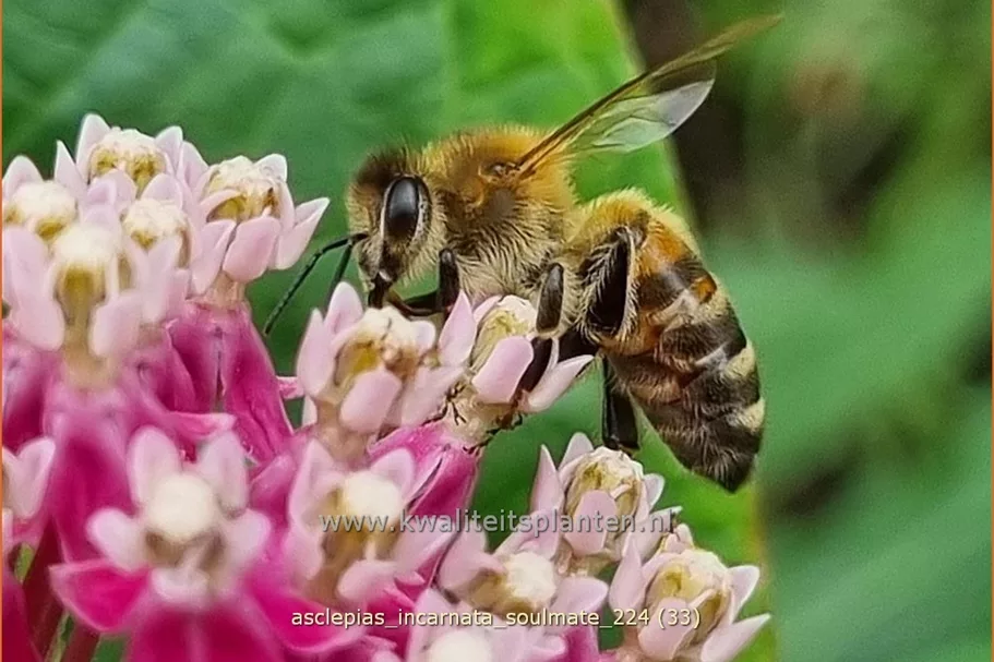 Asclepias incarnata 'Soulmate'
