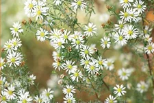 Aster ericoides 'Schneetanne'