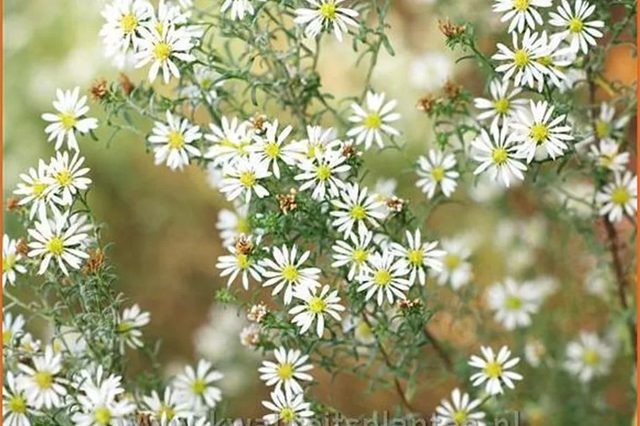 Aster ericoides 'Schneetanne'