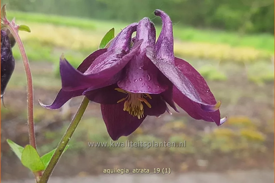 Aquilegia atrata