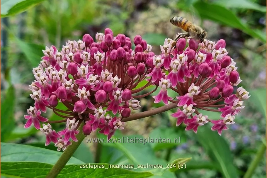 Asclepias incarnata 'Soulmate'