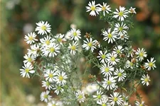 Aster ericoides 'Schneetanne'