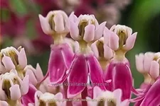 Asclepias incarnata 'Soulmate'