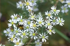 Aster ericoides 'Schneetanne'