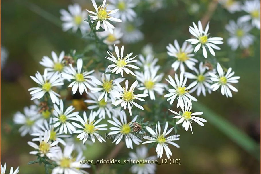 Aster ericoides 'Schneetanne'