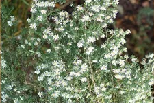 Aster ericoides 'Schneetanne'