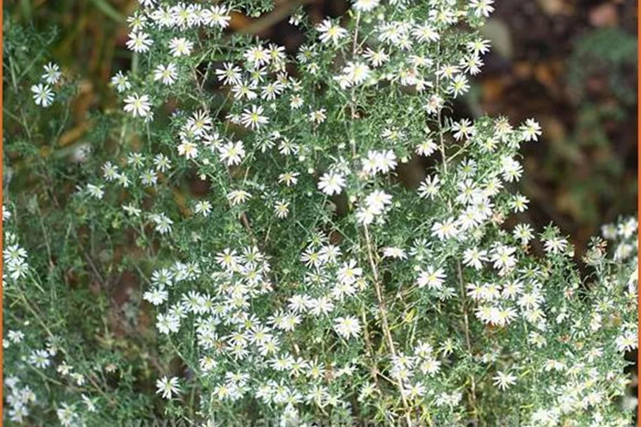 Aster ericoides 'Schneetanne'