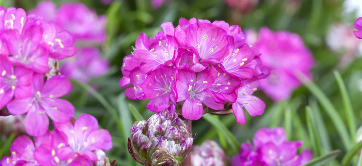 Armeria maritima 'Splendens'