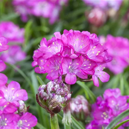 Armeria maritima 'Splendens'