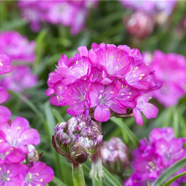 Armeria maritima 'Splendens'