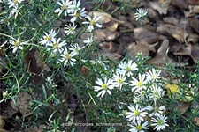 Aster ericoides 'Schneetanne'