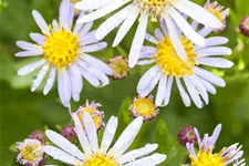Aster ageratoides 'Asran'