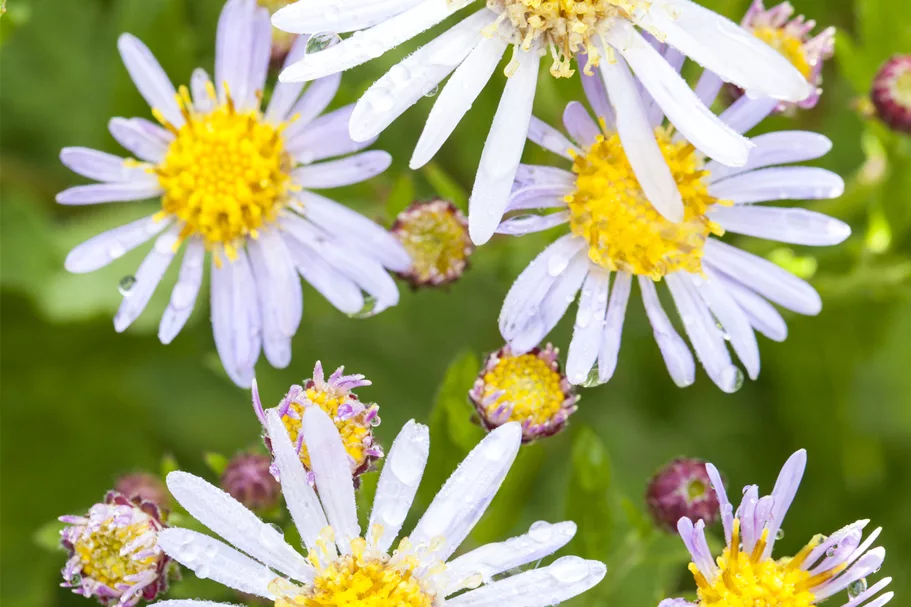 Aster ageratoides 'Asran'