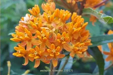 Asclepias tuberosa
