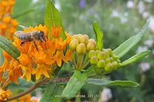 Asclepias tuberosa