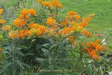 Asclepias tuberosa