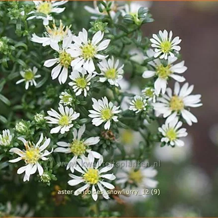 Aster ericoides 'Snowflurry'