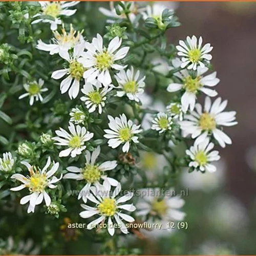 Aster ericoides 'Snowflurry'