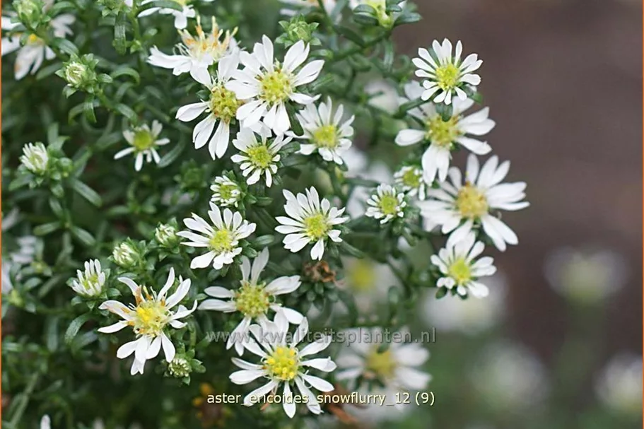 Aster ericoides 'Snowflurry'