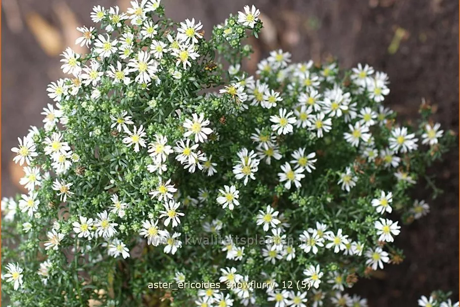 Aster ericoides 'Snowflurry'