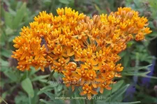 Asclepias tuberosa