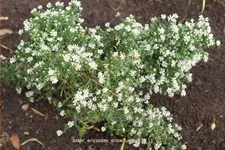 Aster ericoides 'Snowflurry'