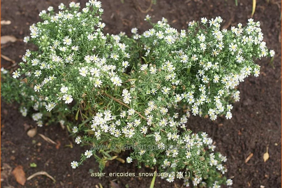 Aster ericoides 'Snowflurry'