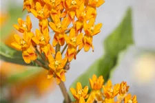 Asclepias tuberosa