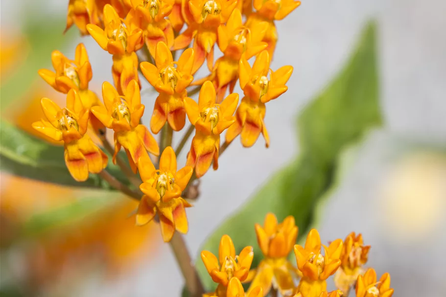 Asclepias tuberosa