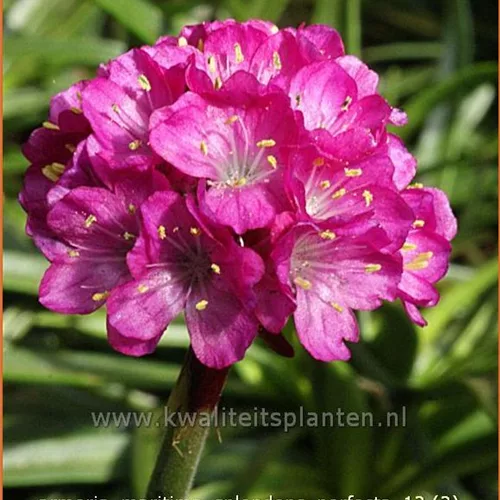 Armeria maritima 'Splendens Perfecta'