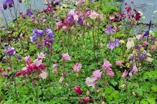 Aquilegia 'Biedermeier'