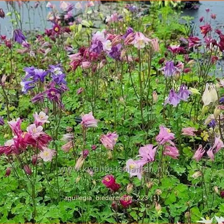 Aquilegia 'Biedermeier'