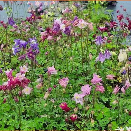Aquilegia 'Biedermeier'
