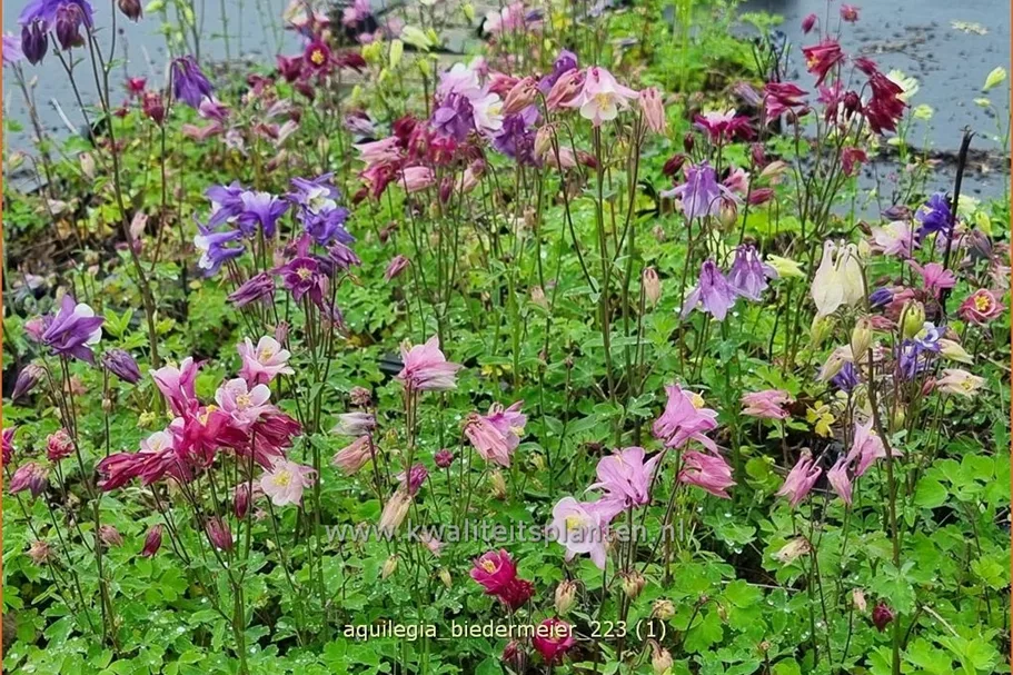 Aquilegia 'Biedermeier'