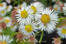 Aster ericoides 'Weisser Zwerg'