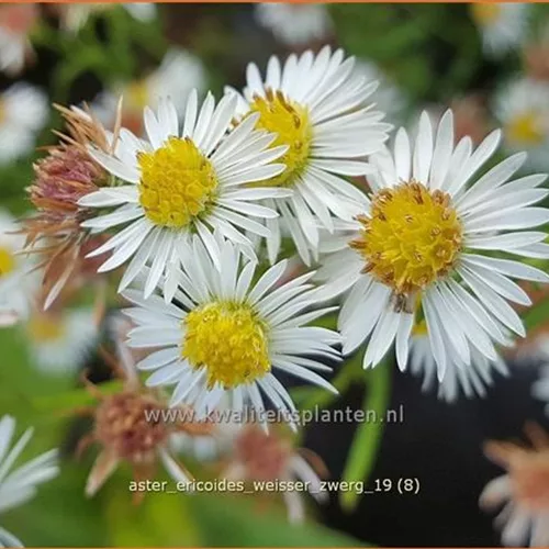 Aster ericoides 'Weisser Zwerg'