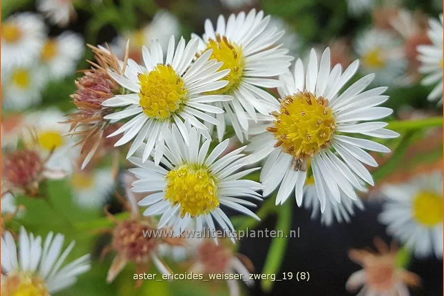 Aster ericoides 'Weisser Zwerg'