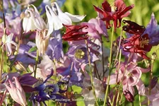 Aquilegia 'Biedermeier'