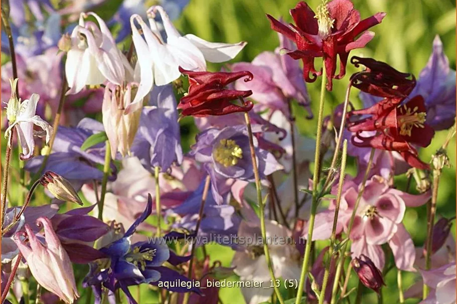 Aquilegia 'Biedermeier'