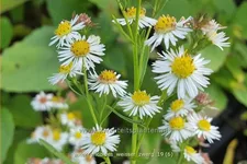 Aster ericoides 'Weisser Zwerg'